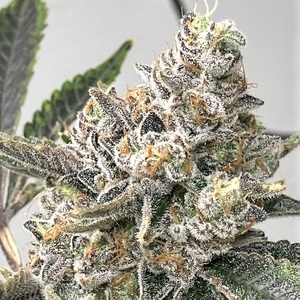 Fundraising Page: Excelsior Genetics Farrell